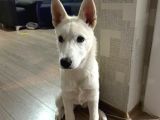 4 Aylık Dünya Tatlısı Husky