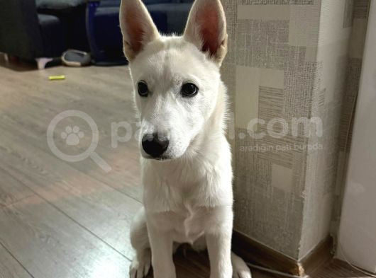 4 Aylık Dünya Tatlısı Husky görsel