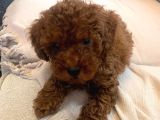 3 Aylık Toy Poodle