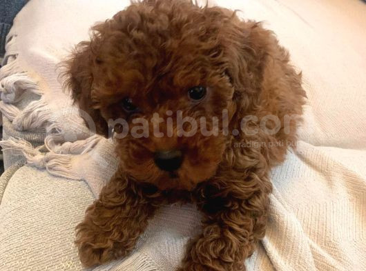 3 Aylık Toy Poodle görsel