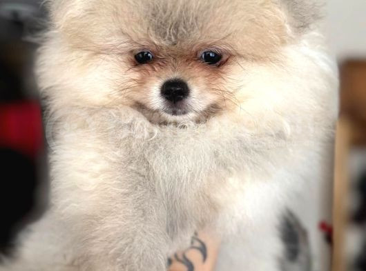 Teddy Garantili Bebekler