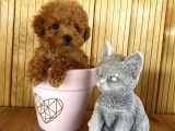 Show Kalite Sağlık Ve Irk Garantili Toy Poodle Yavrularım