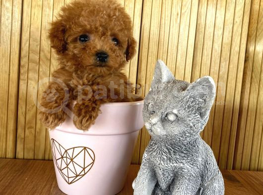 Show Kalite Sağlık Ve Irk Garantili Toy Poodle Yavrularım görsel