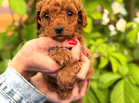 Peluş Görünüm Sağlık Ve Irk Garantili Toy Poodle Yavrularım görsel