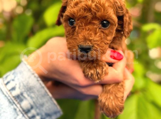 Peluş Görünüm Sağlık Ve Irk Garantili Toy Poodle Yavrularım