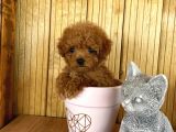 Show Kalite Sağlık Ve Irk Garantili Toy Poodle Yavrularım