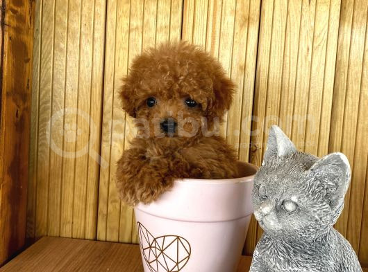 Show Kalite Sağlık Ve Irk Garantili Toy Poodle Yavrularım görsel