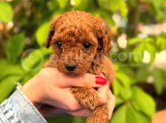 Peluş Görünüm Sağlık Ve Irk Garantili Toy Poodle Yavrularım görsel