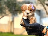 Mi̇ni̇ Boy Malti̇po Yavrularimiz