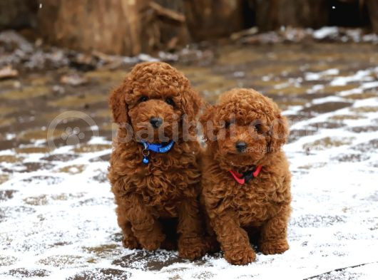 A Kali̇te Orji̇nal Müthi̇ş Güzelli̇kte Toy Poodle görsel