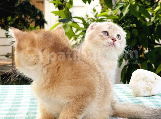 Foldprenses Longhair Genleri Tasiyor görsel