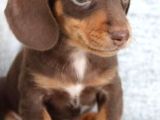 Chocolate Dashund Yavrular