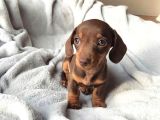 Chocolate Dashund Yavrular