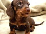 Chocolate dashund yavrular