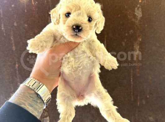 Mi̇ni̇ Boy Malti̇po Yavrularimiz görsel