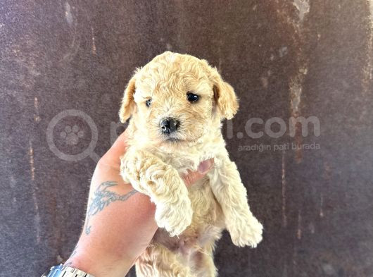 Mi̇ni̇ Boy Malti̇po Yavrularimiz görsel