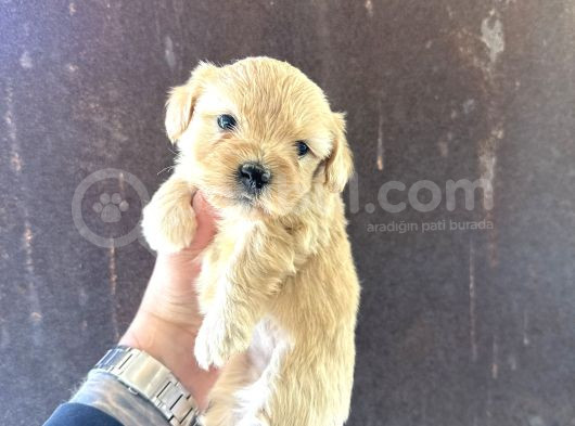 Mi̇ni̇ Boy Malti̇po Yavrularimiz