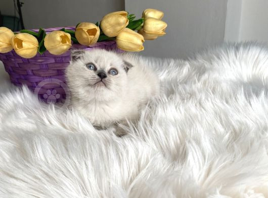 Blue Point Sağlıklı Oyuncu görsel
