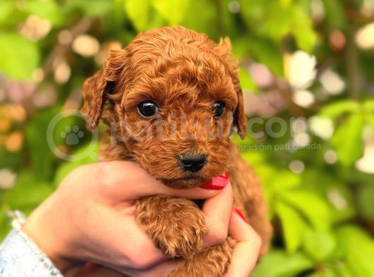Peluş Görünüm Sağlık Ve Irk Garantili Toy Poodle Yavrularım görsel