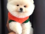 Teacup Ayi Surat Pomerani̇an Boo Yavrularimiz