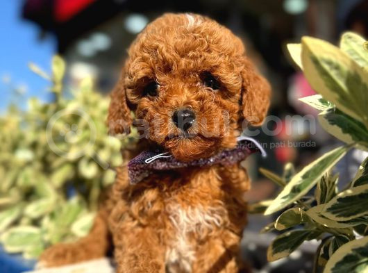 Kali̇teli̇ Poodle Bebekleri̇mi̇z görsel