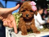 Kali̇teli̇ Poodle Bebekleri̇mi̇z