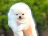Teacup Ayi Surat Pomerani̇an Boo Yavrularimiz