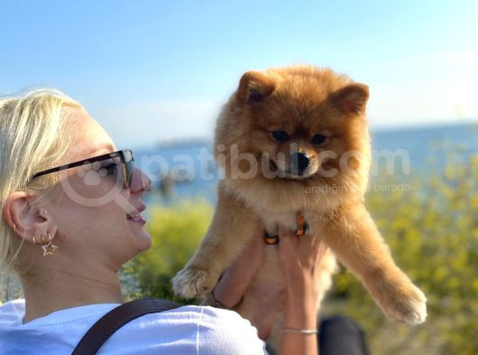 Pomerian Boo
