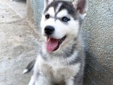 Orijinal Husky Yavrular