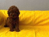 Toy Poodle Bebişlerim