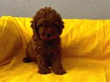 Toy Poodle Bebişlerim