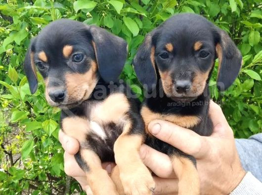 Dachshund Küçük Irk Yavrular görsel
