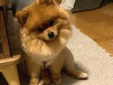 Pomerian Boo
