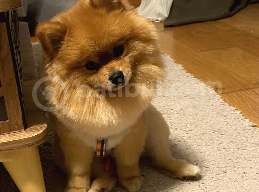 Pomerian Boo görsel