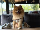 Pomerian Boo