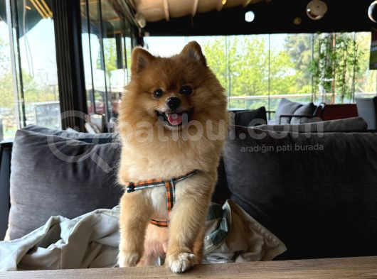Pomerian Boo görsel