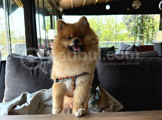Pomerian Boo görsel