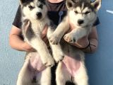 Orijinal Husky Yavrular