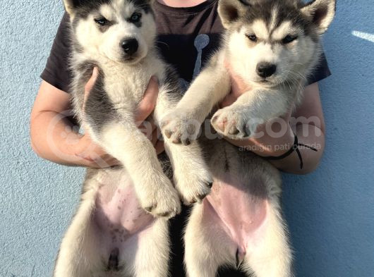 Orijinal Husky Yavrular görsel