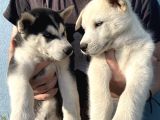 Orijinal Husky Yavrular