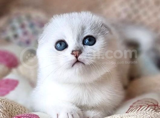 Saf Kan En Kaliteli Ns1133 Scottish Fold Shorthair görsel