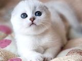 Saf Kan En Kaliteli Ns1133 Scottish Fold Shorthair