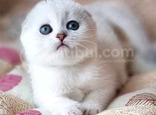 Saf Kan En Kaliteli Ns1133 Scottish Fold Shorthair görsel