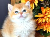 Show kalite British Shorthair Golden Bebekler 