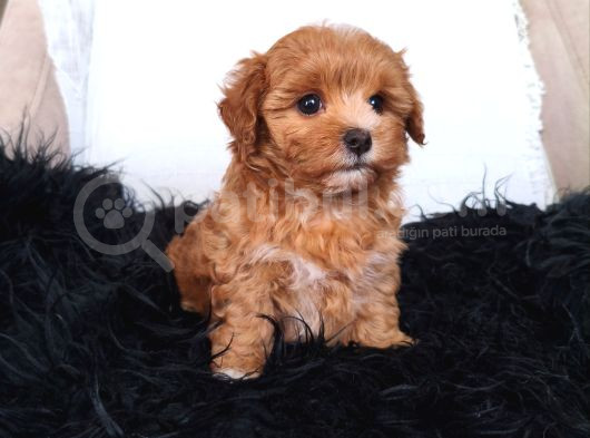 Orange Dişi Maltipoo görsel