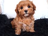 Orange Dişi Maltipoo