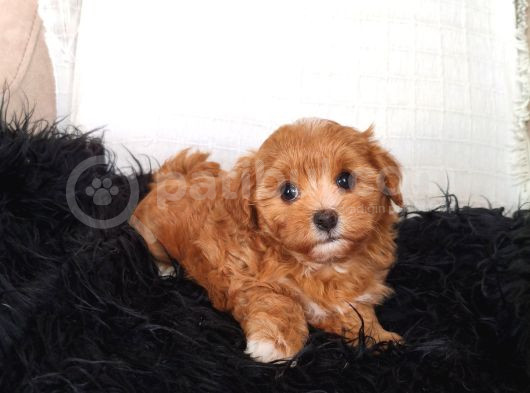 Orange Dişi Maltipoo görsel