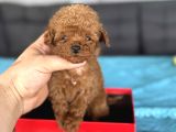 TEACUP ORJİNAL A KALİTE  POODLE BEBEĞİMİZ