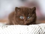 Minik Mocha Chocolate British Shorthair