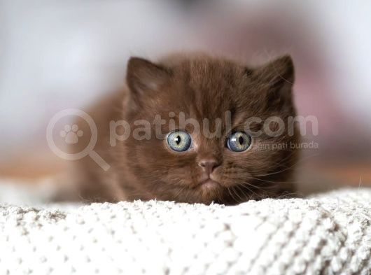 Minik Mocha Chocolate British Shorthair görsel